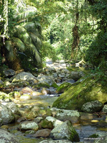 Forêt atlantique - Brésil
